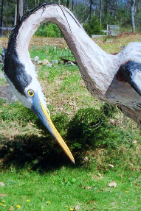 Great blue heron